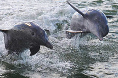 Create Listing: Afternoon Dolphin Wildlife Tours