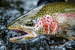 Create Listing: BEAR TRAIL LODGE - Trout/Char/Salmon ( King Salmon, Alaska)