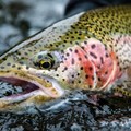 Create Listing: BEAR TRAIL LODGE - Trout/Char/Salmon ( King Salmon, Alaska)