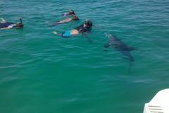 Create Listing: Dolphin Tours - Panama City Beach