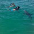Create Listing: Dolphin Tours - Panama City Beach