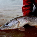 Create Listing: Guided Fly Fishing - Pike - Wisconsin 