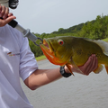Create Listing: PEACOCK BASS FISHING in LETICIA AMAZON,  COLOMBIA