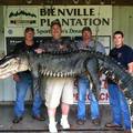 Create Listing: Trophy Alligator Hunts - Bienville Plantation 
