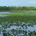 Create Listing: Airboat Tour