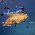 Create Listing: Guided Spearfishing Charters - Half Day (Up to 4 divers)