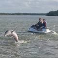Create Listing: Dolphin Tours - Fort Myers Beach - Tour by Waverunners