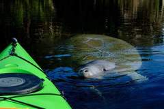 Create Listing: Manatee Encounter Kayak Tours