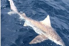Create Listing: St. Augustine Shark Fishing