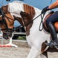 Create Listing: Horseback Riding - Classes & Lessons