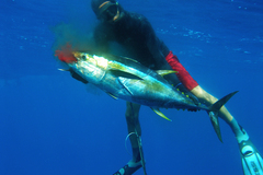 Create Listing: Spearfishing - Equipment/Gear