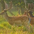 Create Listing: Deer Hunting - Experiences