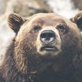 Create Listing: Bear Hunting - Experiences