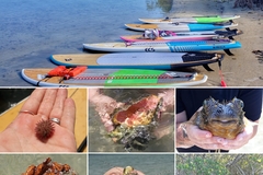 Create Listing: Sandbar Hopper Paddle Mini Tour - 2 hour