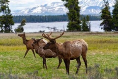 Create Listing: Private Yellowstone Tour (7 People)