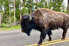 Create Listing: Private Yellowstone Tour (8 People)