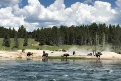 Create Listing: Private Yellowstone Tour (10 People)