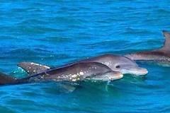 Create Listing: Dolphin Watching - 2 or 3 Hour Charters! Up to 6 People