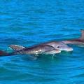 Create Listing: Dolphin Watching - 2 or 3 Hour Charters! Up to 6 People