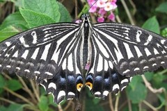 Create Listing: The Maui Butterfly Farm Tour