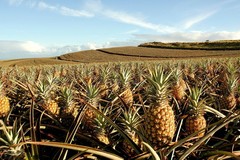 Create Listing: Ultimate Pineapple Tasting Tour