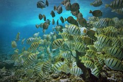 Create Listing: No Experience/Refresher Dive - Waikiki