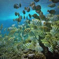 Create Listing: No Experience/Refresher Dive - Waikiki