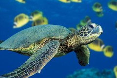 Create Listing: SCUBA Shore Dive at Sea Turtle Cove