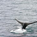 Create Listing: Whale Watching