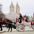 Create Listing: Standard Central Park Horse Carriage Ride
