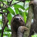 Create Listing: Sloth Encounter
