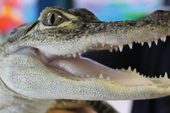 Create Listing: Johns Pass | Gator, Reptiles, Fish & More! | Ages 3-12 $8