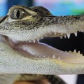 Create Listing: Johns Pass | Gator, Reptiles, Fish & More! | Ages 3-12 $9.35
