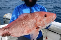 Create Listing: 10-12 Hr American Red Snapper All Day Trip