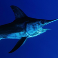 Create Listing: Swordfish Charter - 10 Hour Duration