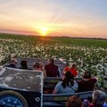 Create Listing: 1 Hour Airboat Tour - All Ages 