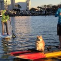 Create Listing: Full Day SUP Rental - 8 Hours • All Ages