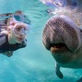 Create Listing: The Real Florida Manatee Adventure -  Approx. 12 Hours