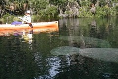 Create Listing: Guided Kayak Tour Blue Spring - 2.5 Hrs • Ages 12+