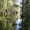 Create Listing: Dora Canal Tour From Mount Dora