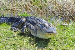 Create Listing: Everglades Airboat Tour