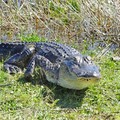 Create Listing: Everglades Airboat Tour