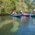 Create Listing: Manatee & Springs Kayak Tour - 3 HR - All Ages 