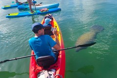 Create Listing: Kayak Tour at Ted Sperling Park - Lido Mangrove Tunnels