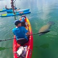 Create Listing: Kayak Tour at Ted Sperling Park - Lido Mangrove Tunnels