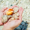 Create Listing: Cape Romano Shelling Tours - 2 Hours • All Ages Welcome