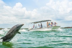 Create Listing: Dolphin Tours - 2 hours • We Guarantee You Will See Dolphins