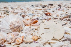 Create Listing: 4 Hour Shelling Tour - Private Trip