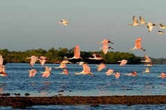 Create Listing: Everglades National Park Expedition-3.5hrs