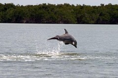Create Listing: Everglades National Park 2 Hour Birding, Dolphin, and Wildli